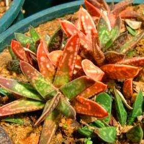 Gasteria bicolor var. liliputana Seeds - Indigenous Succulents