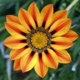 5 Gazania heterochaeta Seeds - Sow Autmn - Indigenous South African Native Perennial Seeds