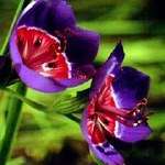 10 Geissorhiza radians Seeds - Sow Autumn - Indigenous South African Perennial