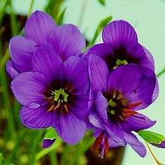 5 Geissorhiza splendidissima Seeds - Sow Autumn - Indigenous Bulbs Seeds
