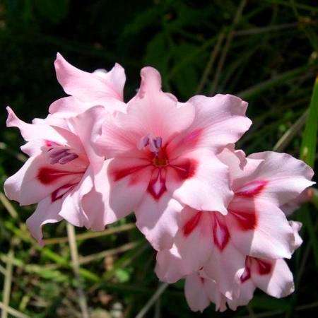Gladiolus carneus Seeds - Sow Autumn - Indigenous Bulbs Seeds