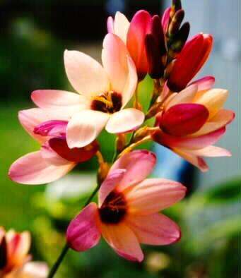 Ixia longituba Seeds - Sow Autumn - South African Indigenous Bulbs Seeds + FREE SEEDS