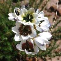 Ixia versicolor Seeds - Sow Autumn - Indigenous South African Bulb Seeds + FREE SEEDS