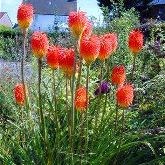 Kniphofia rooperi Seeds - Sow Spring - Indigenous Bulbs Seeds