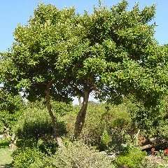 10 Kiggelaria africana Tree Seeds ~ Wild peach, Wildeperske - Indigenous