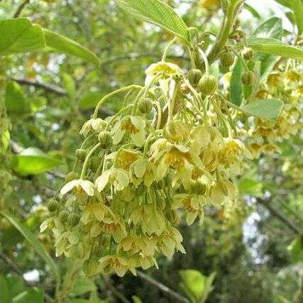 10 Kiggelaria africana Tree Seeds - Edible Wild peach, Wildeperske - Indigenous to South Africa