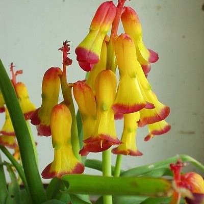 Lachenalia quadricolor Seeds - Sow Autumn - Indigenous South African Perennial Bulb Seeds