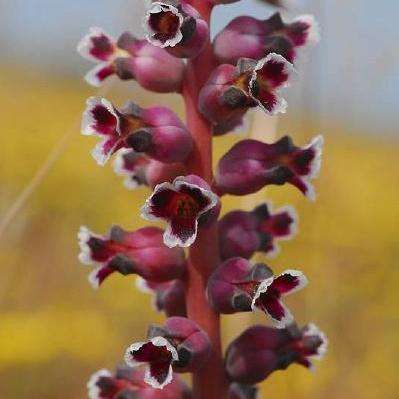 10 Lachenalia elegans var sauveolens Seeds - Sow Autumn - Indigenous Bulbs Seeds