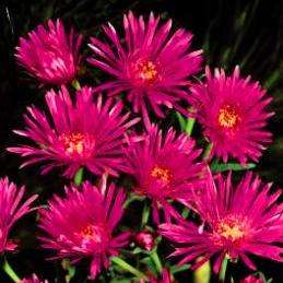 Lampranthus roseus Seeds - Indigenous Succulents Seeds