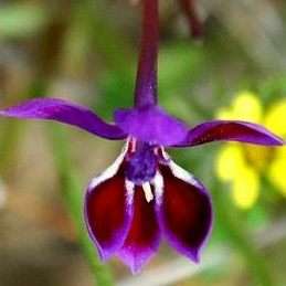 Lapeirousia jacquinii Seeds - Indigenous Bulbs Seeds