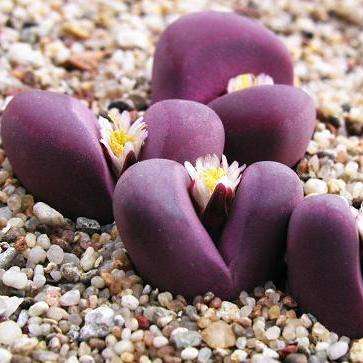 Lithops optica var rubra Seeds - Rare Indigenous Succulents