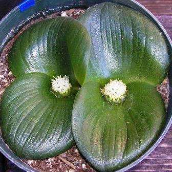 Massonia depressa Seeds RARE - Sow Autumn - Indigenous Bulbs Seeds