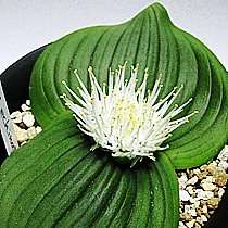 10 Massonia echinata Seeds RARE - Sow Autumn - Indigenous Bulbs Seeds