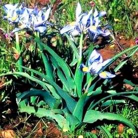 10 Moraea ciliata Seeds - Indigenous Bulbs Seeds