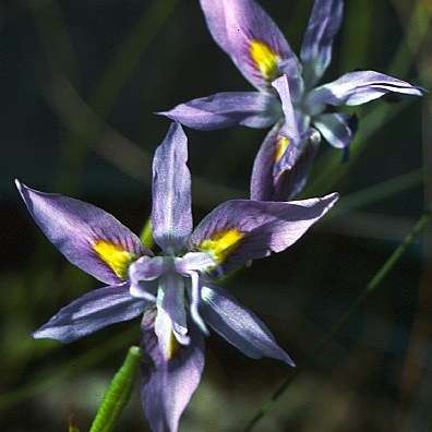 10 Moraea macrocarpa Seeds - Indigenous Bulbs Seeds
