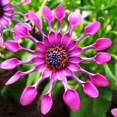 Osteospermum fruticosum Seeds - Indigenous