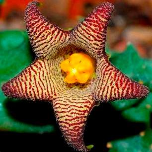 5 Piaranthus punctatus Seeds - Indigenous - Buy Seeds for South African Succulents