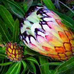 10 Protea neriifolia Seeds - Oleanderleaf Protea - Blousuikerbos - Indigenous
