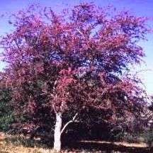 5 Violet Tree Seeds ~ Securidaca longepedunculata - South African Indigenous - Global Shipping