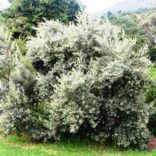 10 Tarchonanthus camphoratus Tree Seeds ~ Camphor Bush, Wild Camphor Tree, Wild Cotton - Indigenous