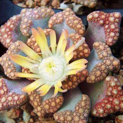 Titanopsis hugo schlechteri Seeds - Indigenous South African Succulent Seeds From Africa + FREE SEED