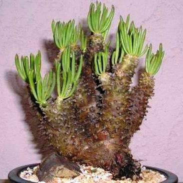 5 Tylecodon cacalioides Seeds - Indigenous South African Succulents From South Africa