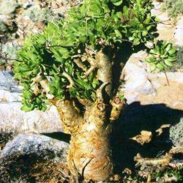 Tylecodon paniculatus Bonsai Seeds (Natural Bonsai) - Indigenous Succulents