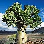 10 Tylecodon paniculatus Bonsai Seeds (Natural Bonsai) - Indigenous Succulents