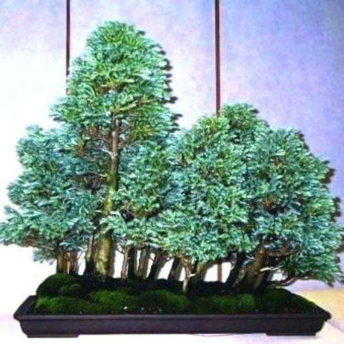 5 Mountain Cedar - Widdringtonia nodiflora Bonsai Tree Seeds - Indigenous