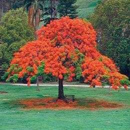 10 Delonix regia Tree Seeds ~ Royal poinciana, Flamboyant tree, Flame tree