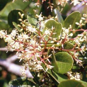 Apodytes dimidiata Seeds ~  White Pear Tree Seeds - Indigenous Evergreen Tree