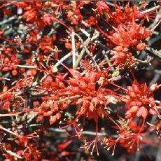 10 Cadaba aphylla Seeds ~  Desert Broom; Swartstorm, Bobbejaanarm Seeds - Indigenous Evergreen Shrub