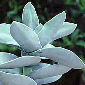 10+ Crassula perfoliata var. minor Seeds - Propeller Plant - Indigenous South African Succulent