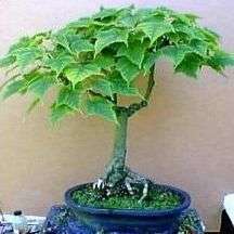 10 Snakebark Maple (Acer grosseri var. hersii) Bonsai Tree Seeds - Exotic Frost Hardy