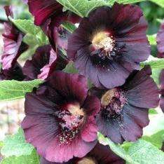 10 Black Hollyhock Seeds - Alcea rosea nigra Seeds - Perennial