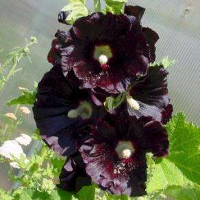 Black Hollyhock - Alcea rosea nigra Seeds - Perennial
