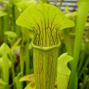 Carnivorous Pale Pitcher Plant Sarracenia alata Seeds + FREE SEEDS WITH ALL ORDER