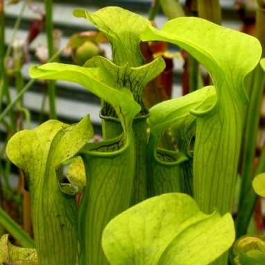 10 Carnivorous Pale Pitcher Plant Sarracenia alata Seeds + FREE SEEDS WITH ALL ORDERS