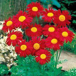 Robinsons Daisy - Tanacetum coccineum Seeds - Buy Seeds for Perennials - Free Shipping Available
