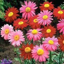 Robinsons Daisy - Tanacetum coccineum Seeds - Buy Seeds for Perennials - Free Shipping Available