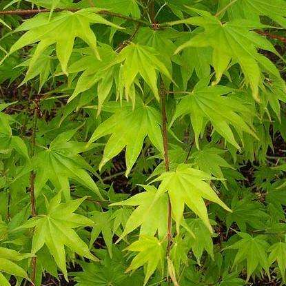 Japanese Maple 'Hogyoku' (Acer palmatum Hogyoku) Tree Seeds - Exotic Frost Hardy