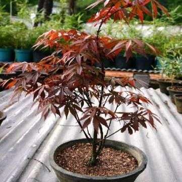 Japanese Maple 'Suminagashi' (Acer palmatum Suminagashi) Bonsai Tree Seeds