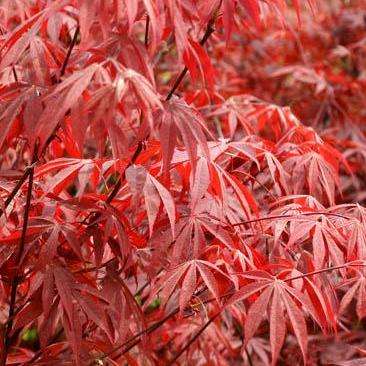 Japanese Maple 'Suminagashi' (Acer palmatum Suminagashi) Tree Seeds