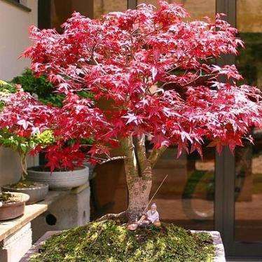 Red Japanese Maple (Acer palmatum atropurpureum) Bonsai Tree Seeds
