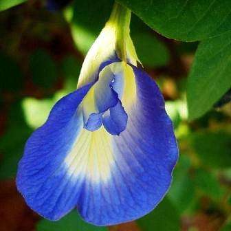 10 Clitoria ternatea Seeds - Blue Butterfly Pea or Clitoris Bush - Perennial Shrub, Climber - Tea