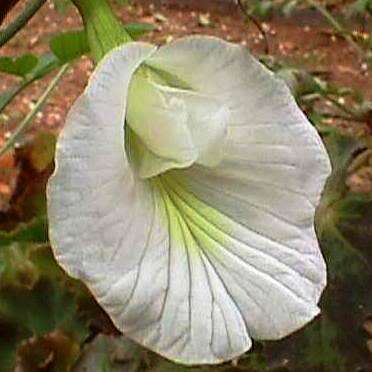 1 White Butterfly Pea Seeds - Clitoria ternatea 'White' - Vine, Creeper, Climber