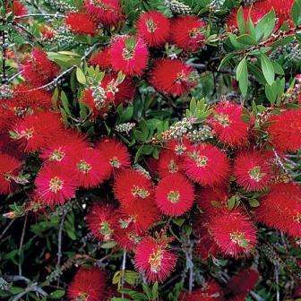 Crimson Bottlebrush Seeds - Callistemon citrinus Shrub Seeds