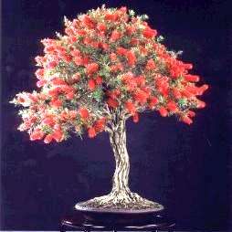 Crimson Bottlebrush Seeds - Callistemon citrinus Bonsai Seeds