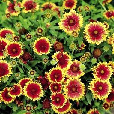 10 Gaillardia Dwarf Goblin Seeds - Blanketflower - Sow Spring Summer Autumn - Perennial Seeds