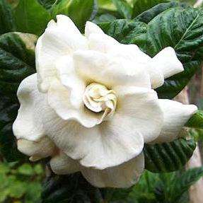 10 Cape Jasmine Seeds - Gardenia jasminoides - Indigenous South African Shrub